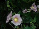 DSCN2358