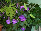 DSCN2408