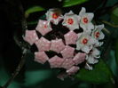 DSCN2415