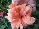 DSC04508