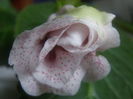 P7140093