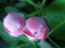 P7170143