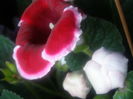 P7170150