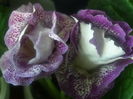 P7160121