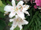 IMG_20150720_202037