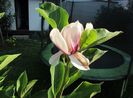 13 07,Magnolia soulangeana,din nou plina de boboci :))