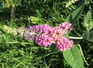 budleja flower power