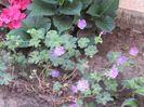 geranium rozanne, al doilea :))