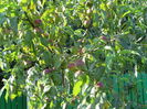 nectarine multe, multe..