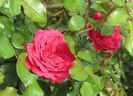 Red Leonardo da Vinci