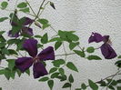 clematis Polish Spirit