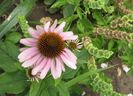 14 iulie, Echinacea