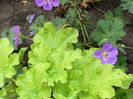 heuchera lime marmelade   rozanne