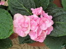 hortensia beautensia papillon