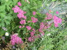 achillea paprika