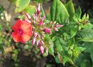 phlox orange