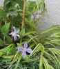 clematis Arabella,hakonekloa