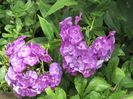 phlox laura