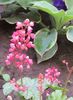 14 iulie, heuchera paris