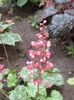 heuchera paris