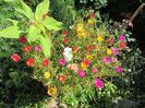 flori de piatra (portulaca)
