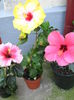 Picture My plants 4478