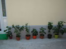 Picture My plants 4508