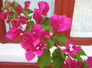 Picture My plants 4484
