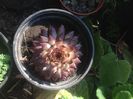 Sempervivum
