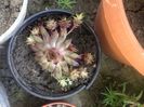 Sempervivum