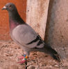 APDC1083