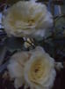 DSC04525