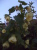 DSC04526
