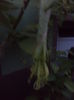 DSC04529
