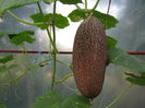 castravete sikkim
