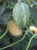 dovleac Jumbo