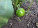 vinete turckis