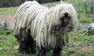 perros-komondor-p