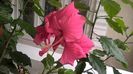 WP_20150722_13_20_38_Pro