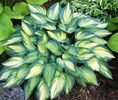 Hosta variegata