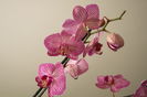 colectie orhidee-2