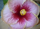 Tahitian Magenta