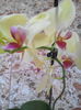 Orhidee phalaenopsis