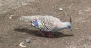 bird_crested_pigeon_braeside060124-1292