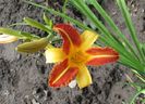 hemerocallis frans hals