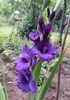 gladiola