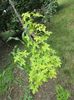 Liquidambar styraciflua