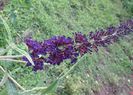 Buddleja... tb sa fie Royal Red
