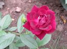 16 iulie,Burgundy Ice, prima floare :)))
