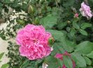 Harlow Carr